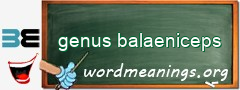 WordMeaning blackboard for genus balaeniceps